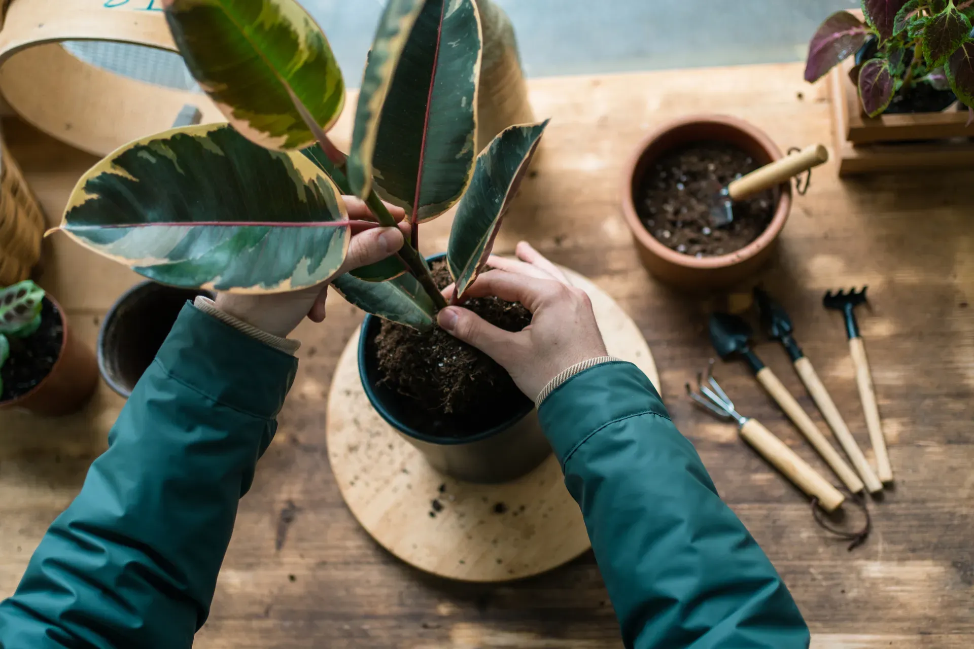 Hands planting a small plant to represent growing savings and investments